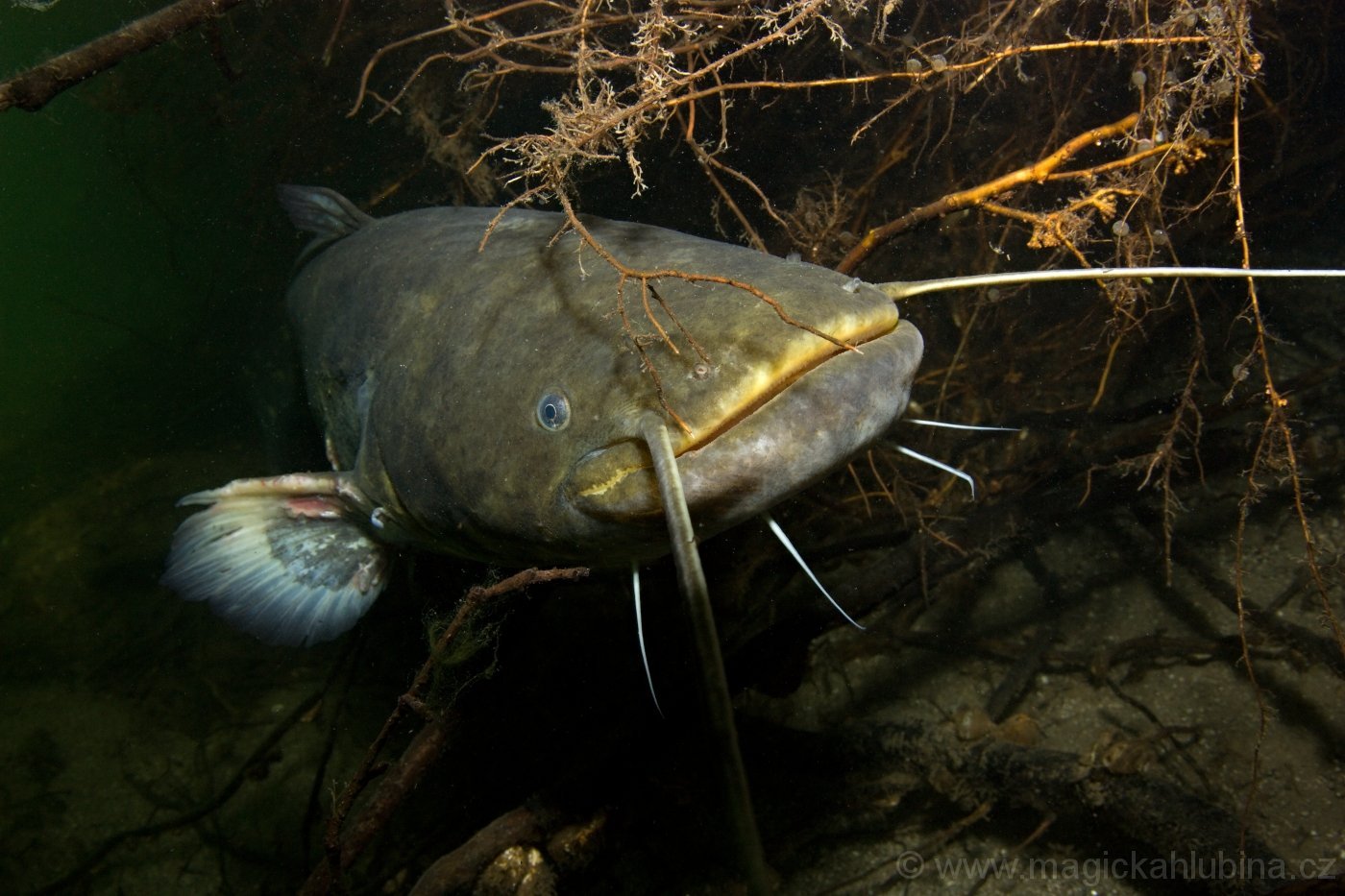 Какая самая крупная пресноводная рыба калининградской области